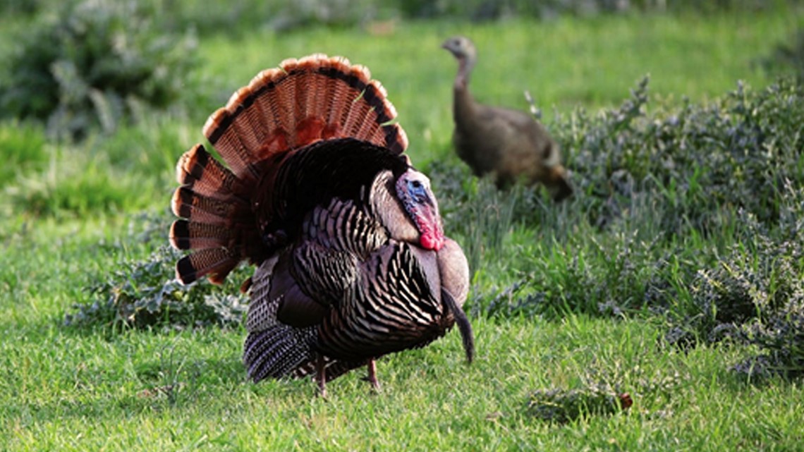 Leftover WMA turkey hunt permits in available for purchase