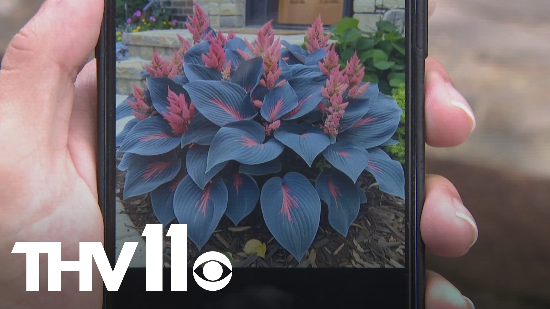 AI plant scams have been growing online, and experts are encouraging you to think twice before spending your money based on the types of plants you see in a photo.