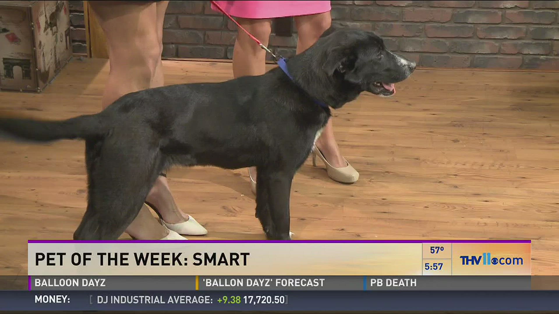 Pet of the Week: Meet 'Smart' the dog!