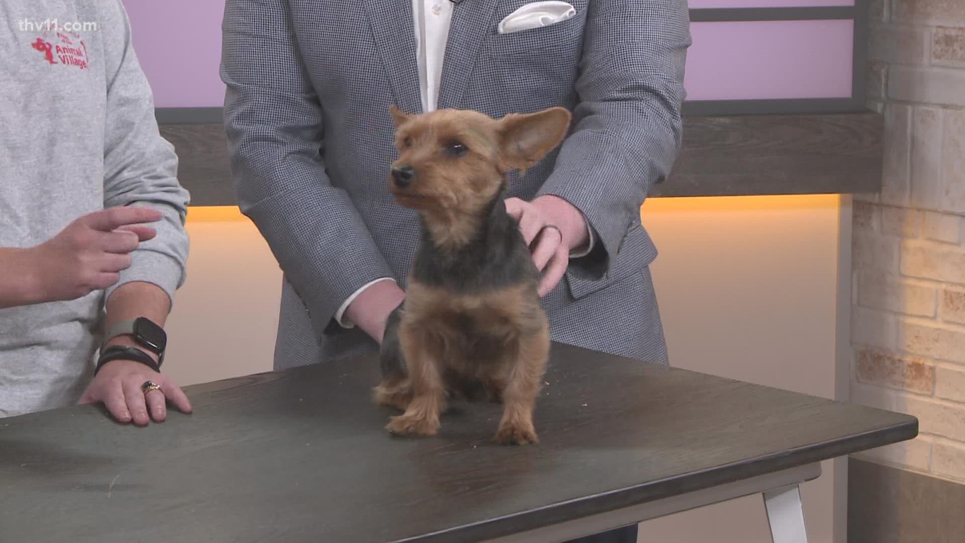 Betsy Robb is here with the pet of the week: Colton.