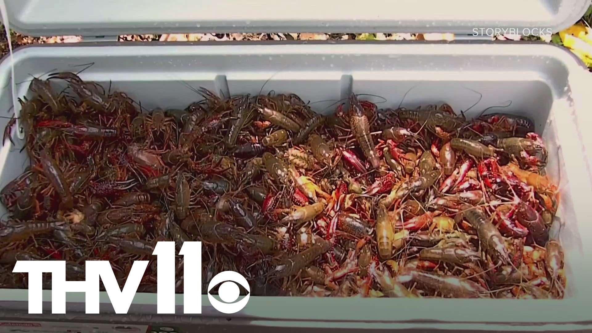 Crawfish shortage impacts Arkansas businesses