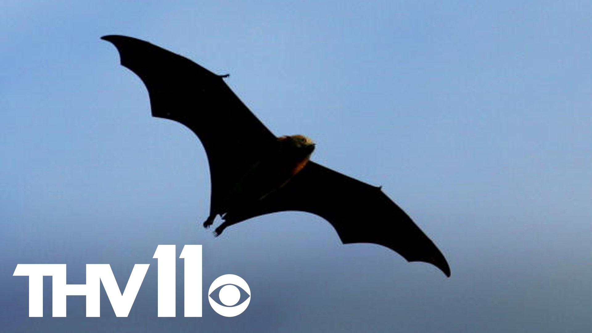 North Little Rock High School has been working to remove a colony of bats in the school, and students have been switched to virtual classes until they are removed.