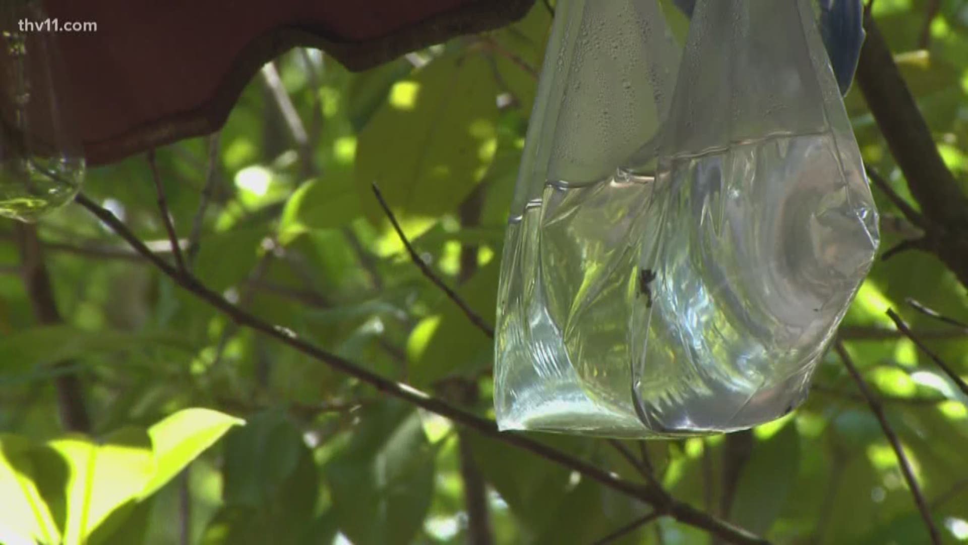 Does hanging bags of water outside keep bugs away?