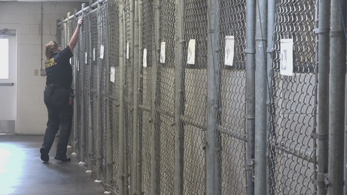 Jacksonville Animal Shelter addresses overcrowding issues - Vimarsana News