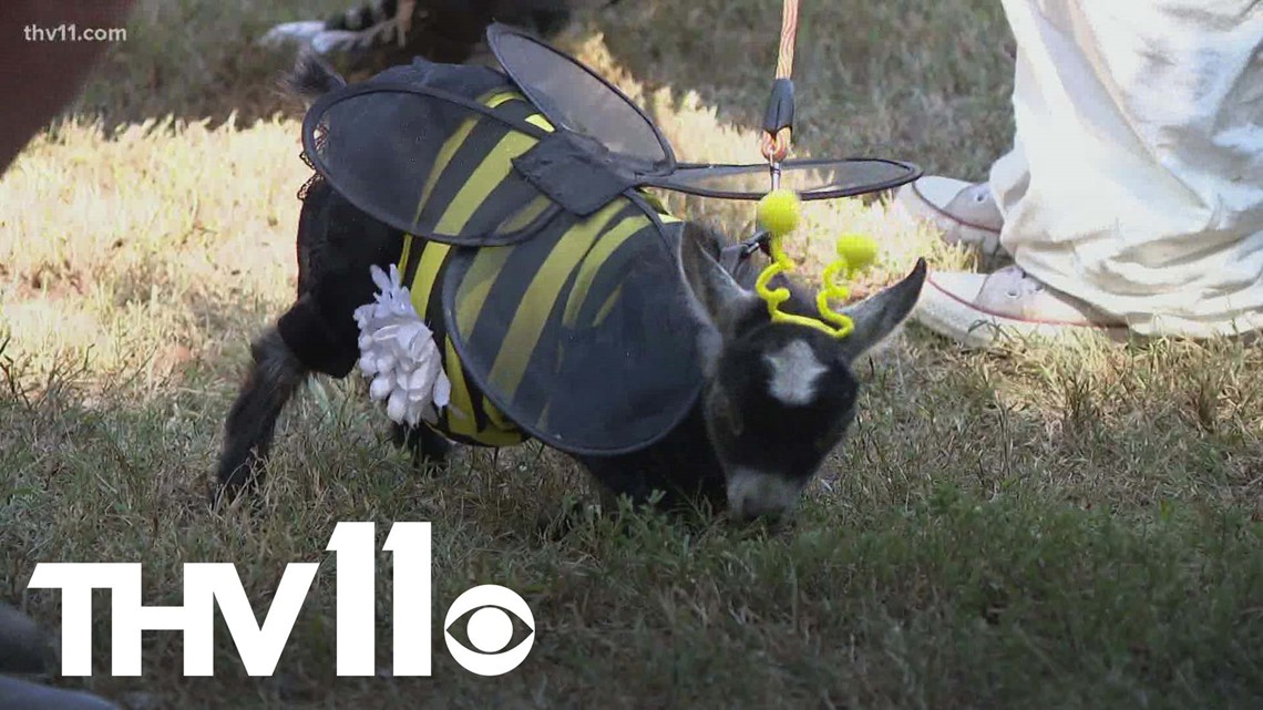 Arkansas Goat Festival draws thousands of goat lovers to Perryville