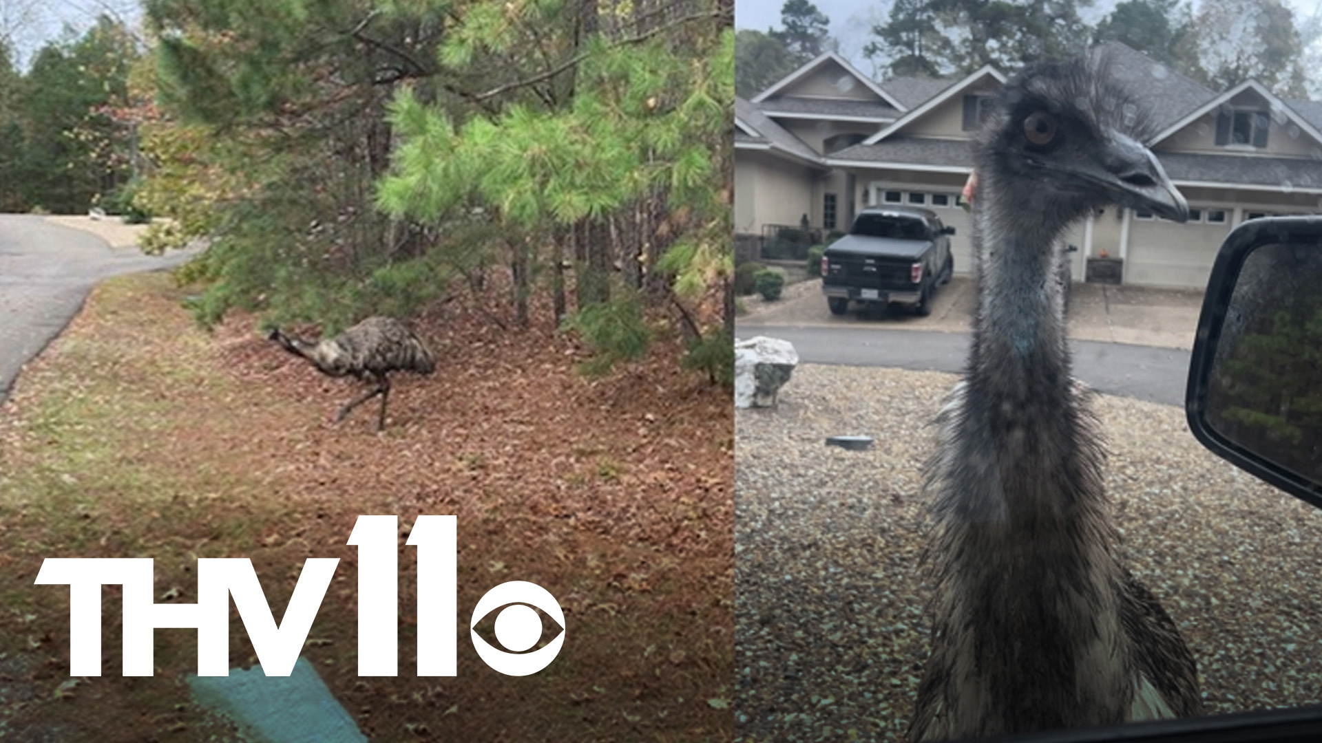 The emu made headlines earlier this week but now is heading home after a fun trip through Central Arkansas.