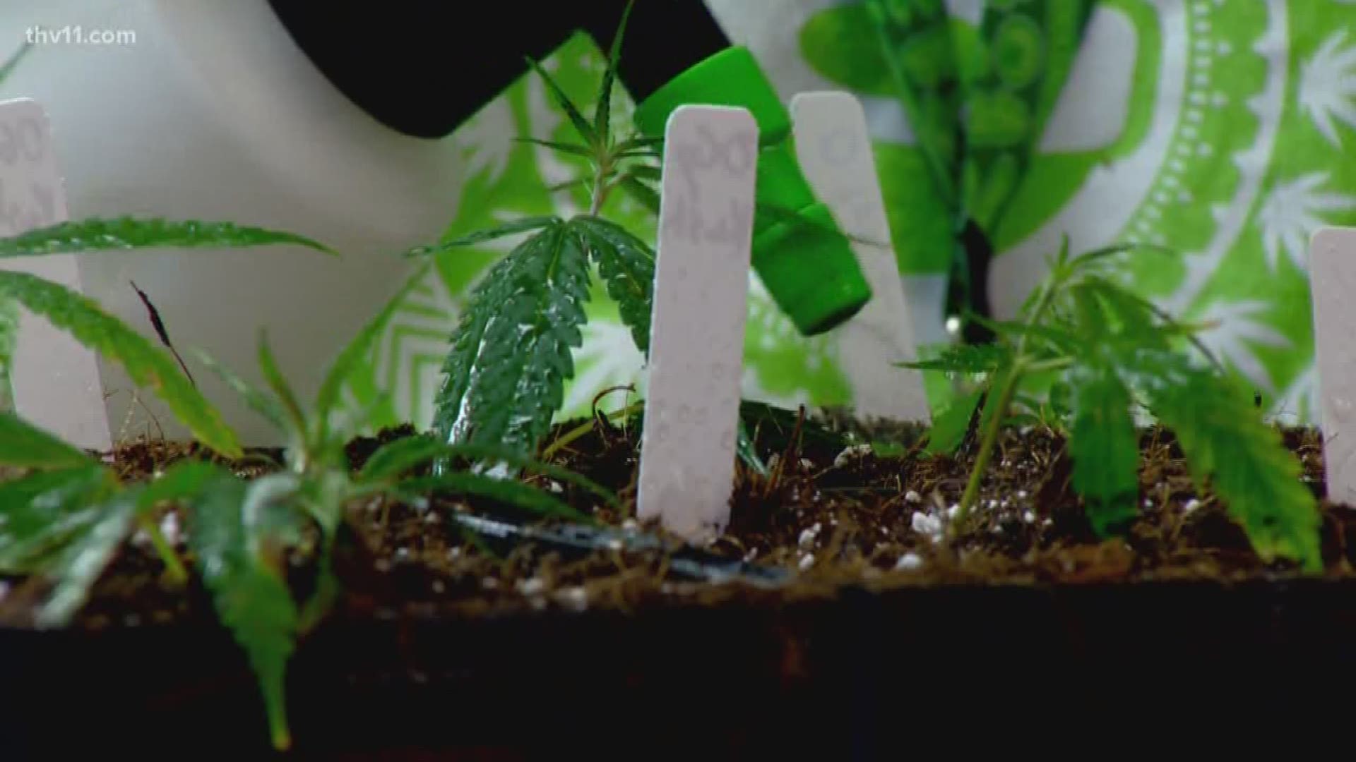 People in Cotton Plant reached out to THV11 with concerns over the application process to work in a new medical marijuana cultivation facility.