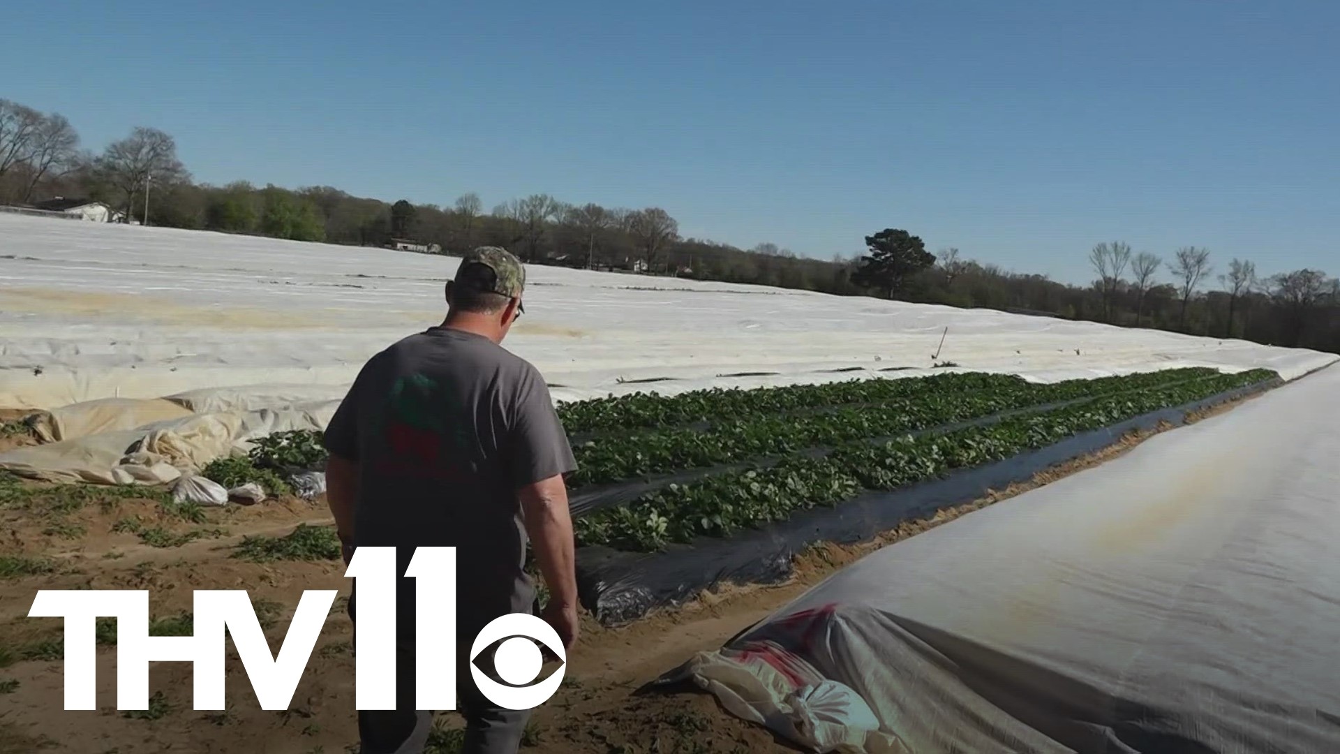 After a stretch of warm weather, it has begun to get a little chilly again. Now, farmers in Arkansas are sharing how they prepare their crops ahead of the frost.