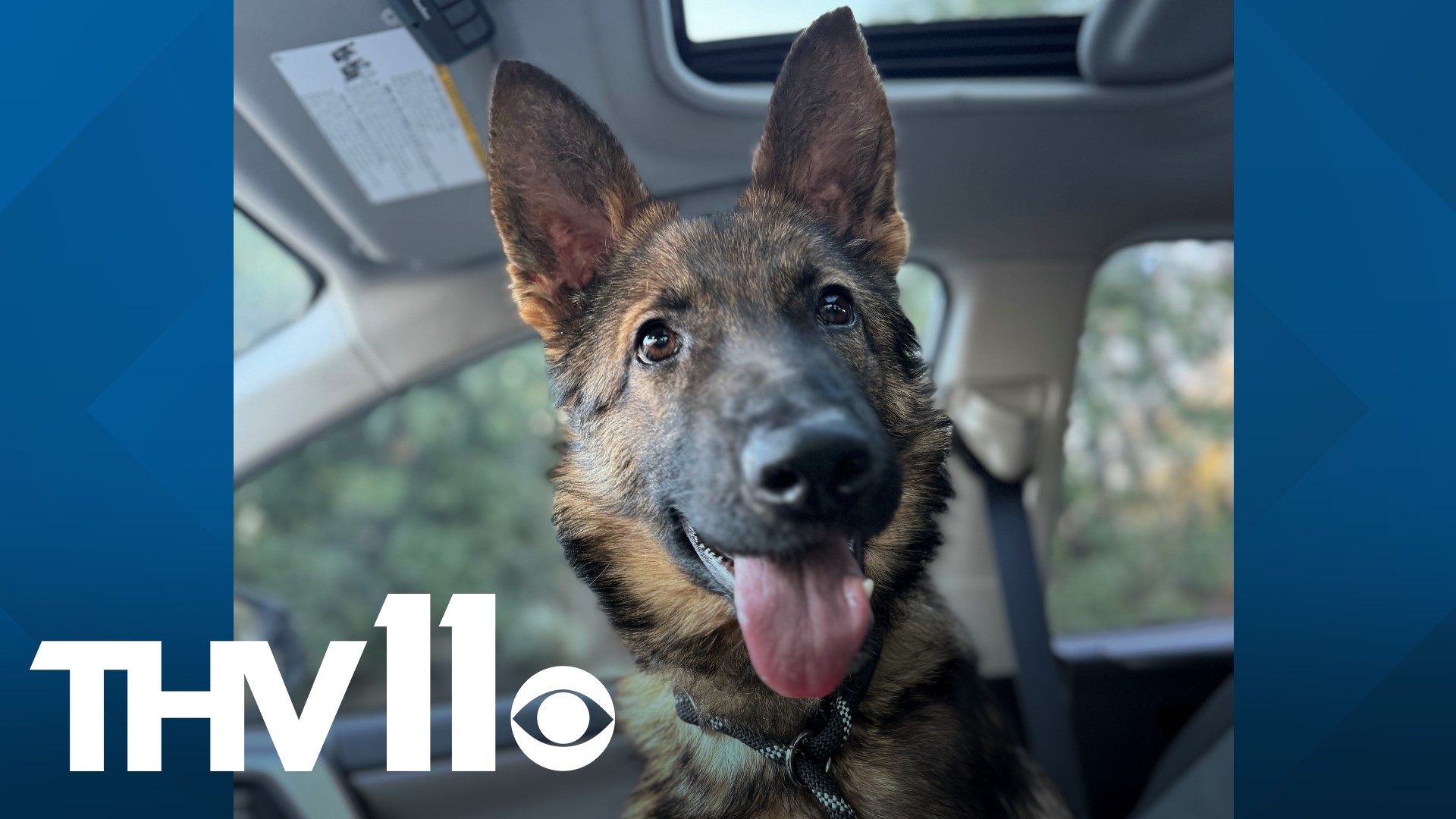 Meet Evergarden, a 1-year-old German Shepard looking for his forever family! You can adopt this sweet pup today at the Little Rock Animal Village.