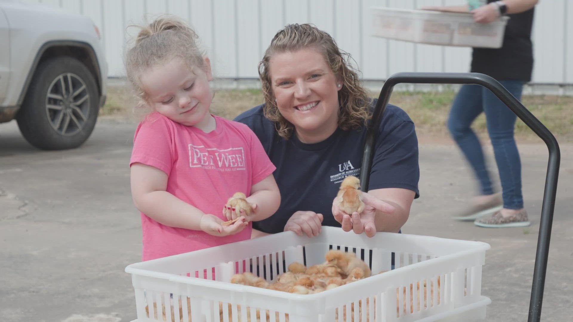 Over 1,900 participants from 70 counties received flocks of 17 chicks each on Wednesday.