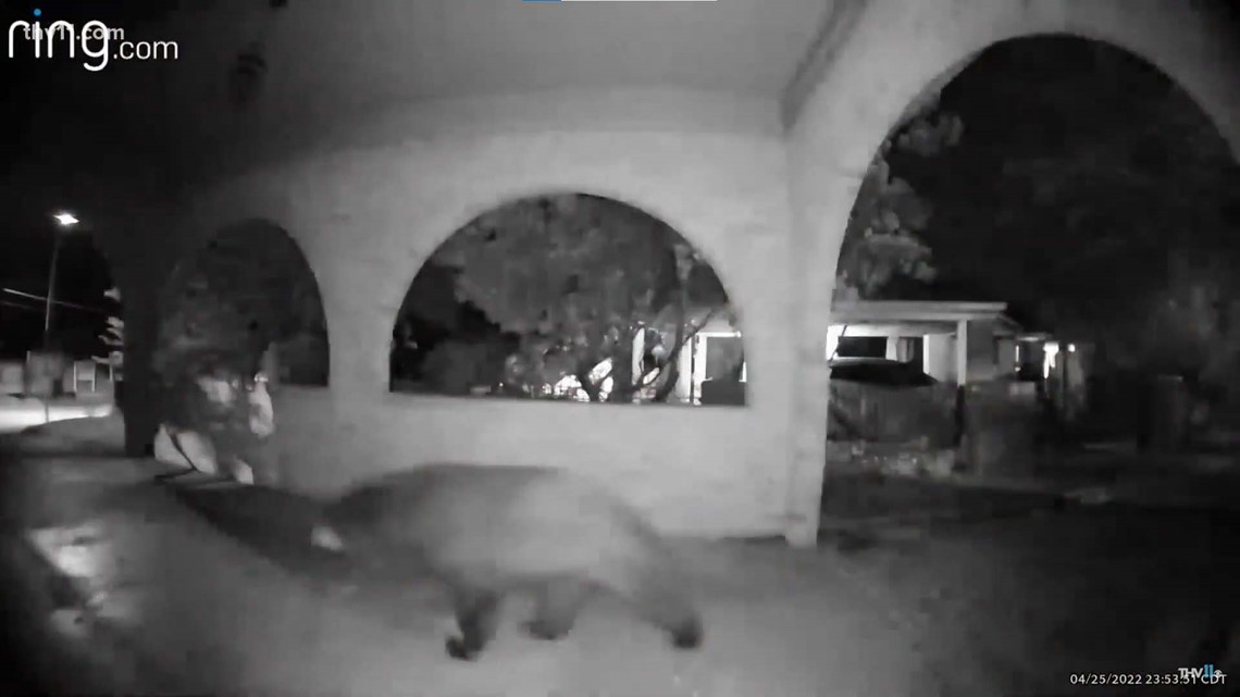 Arkansas family catches bear on Ring doorbell camera