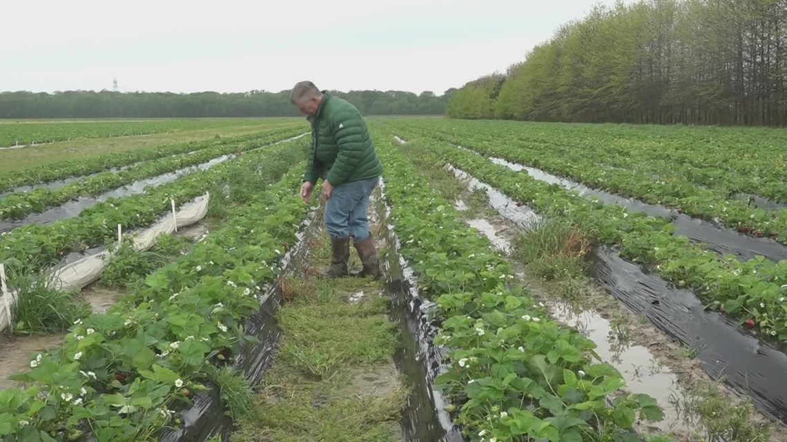 Strawberry season: Arkansas farmers grow crops as state sees drier weather