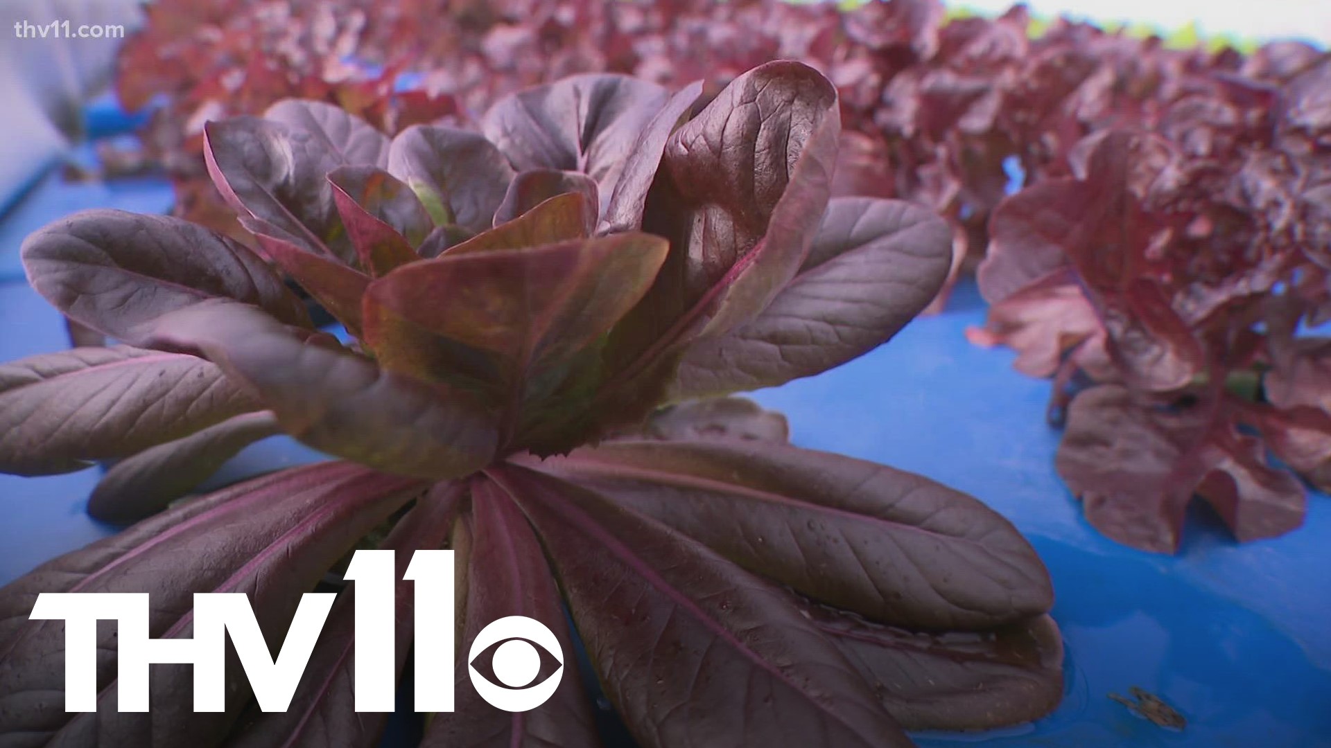 The Nurserie in Little Rock is one of the only hydroponic farms in the state. This type of farming allows plants to grow without soil.