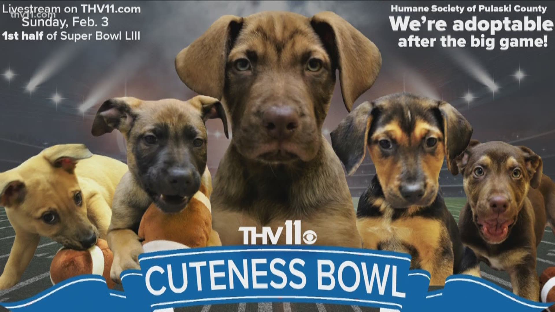 Watch the THV11 Cuteness Bowl on THV11.com on Sunday, February 3. These adoptable puppies will be available from the Humane Society of Pulaski County after the first half of Super Bowl LIII.