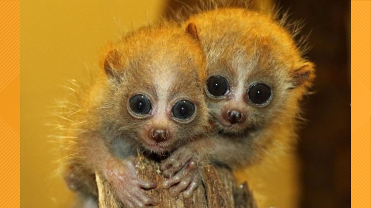 Little Rock Zoo welcomes endangered pygmy slow loris twins Little Rock Zoo welcomes endangered pygmy slow loris twins
