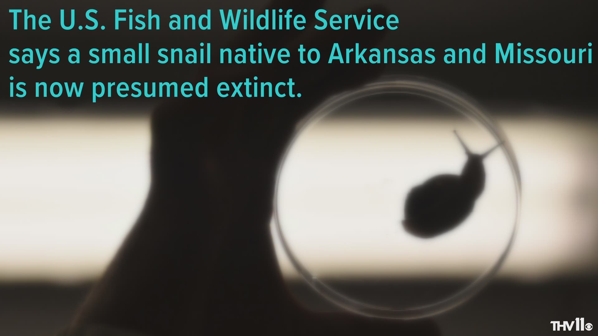 The Ozark pyrg was originally found more than 100 years ago in the White River near Cotter, Arkansas, and in the North Fork White River near Norfork, Arkansas, extending into Missouri. But officials say the snail hasn't been confirmed in surveys since 1915.