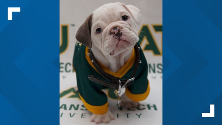 Arkansas Tech University's new campus ambassador | thv11.com