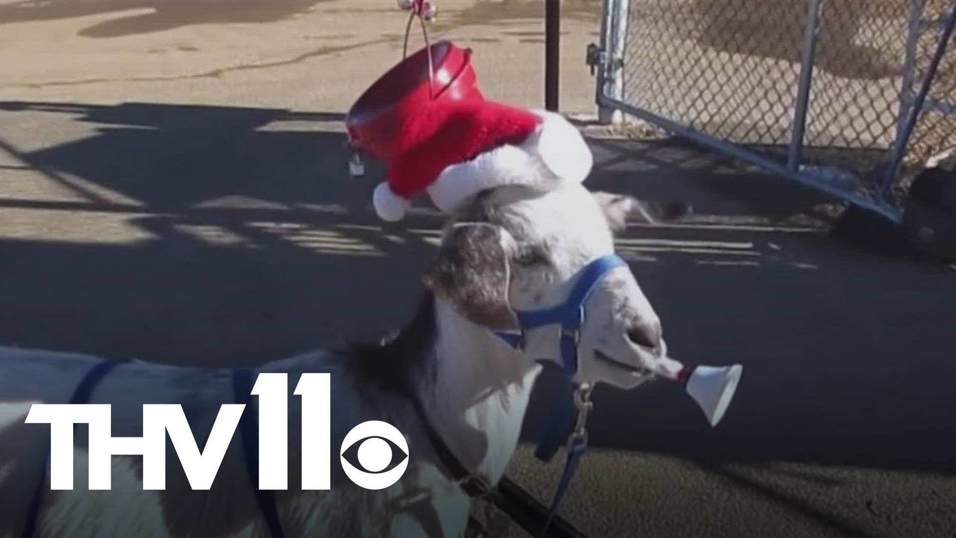 Goat Bell Ringer Meet the goat ringing bells for Salvation Army this holiday season ...