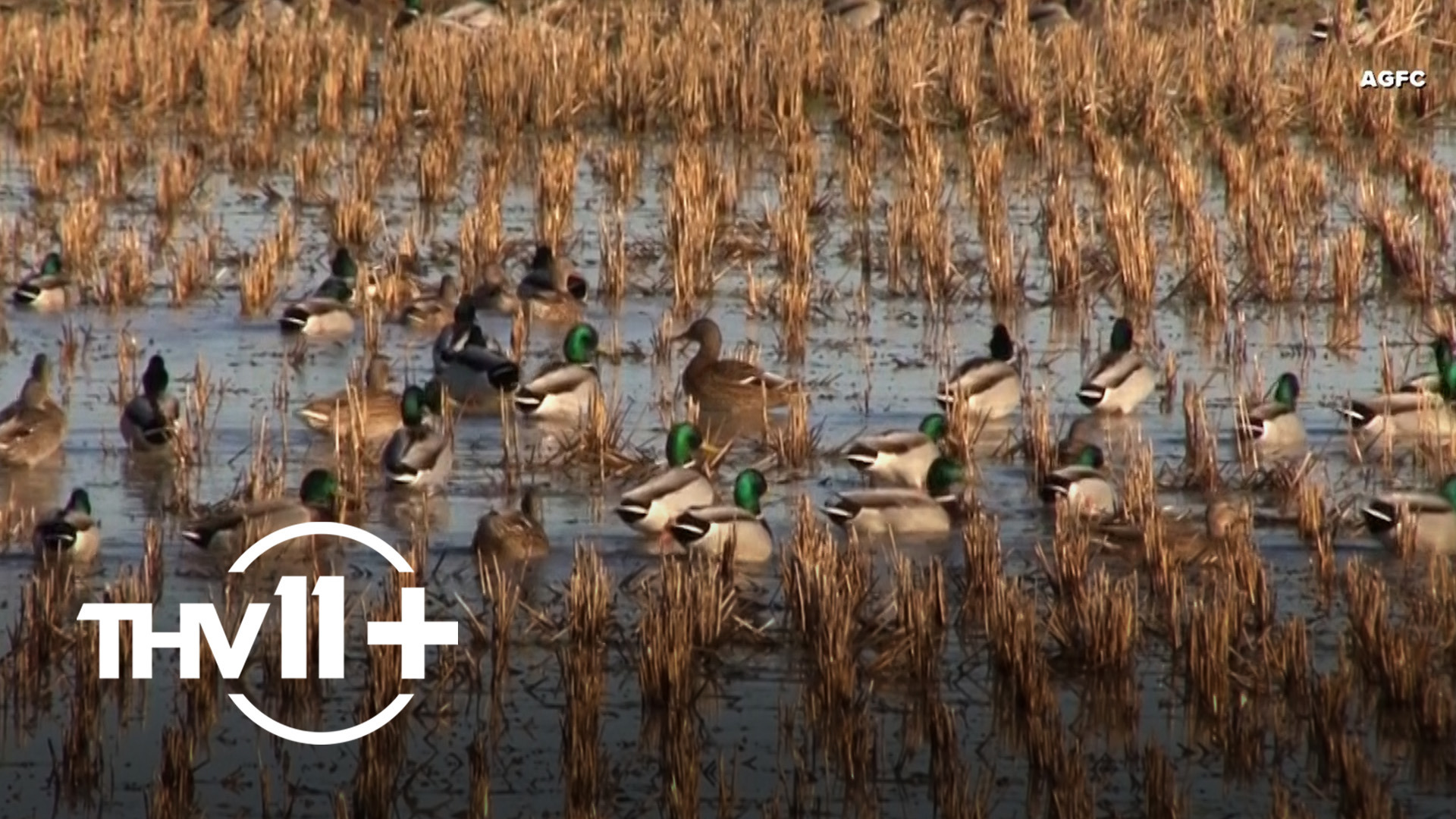 Tom Brannon and Trey Reid with the Arkansas Game and Fish Commission discuss how recent weather could impact duck season this year.