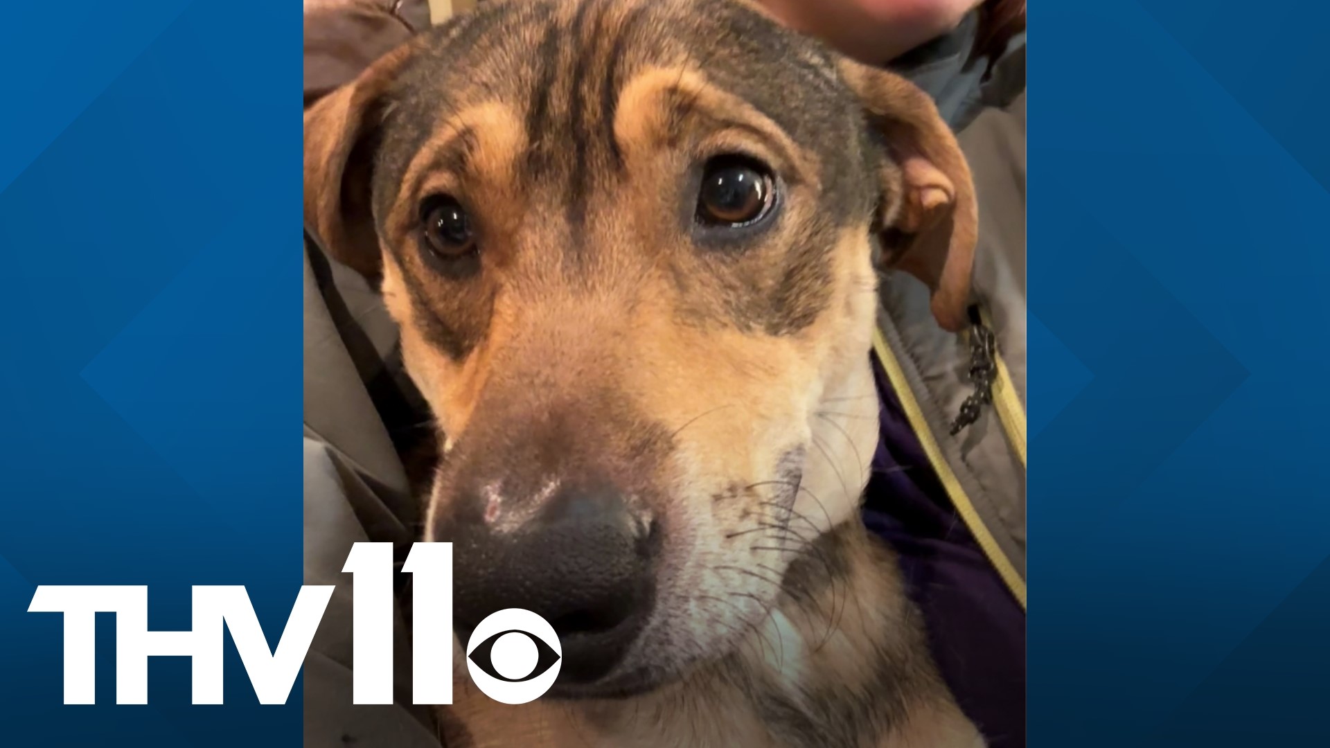 Meet Boscoe, a young pup who loves hugs & snuggles with his family. He's very well-mannered and great on a leash. Visit him at the Little Rock Animal Village today!