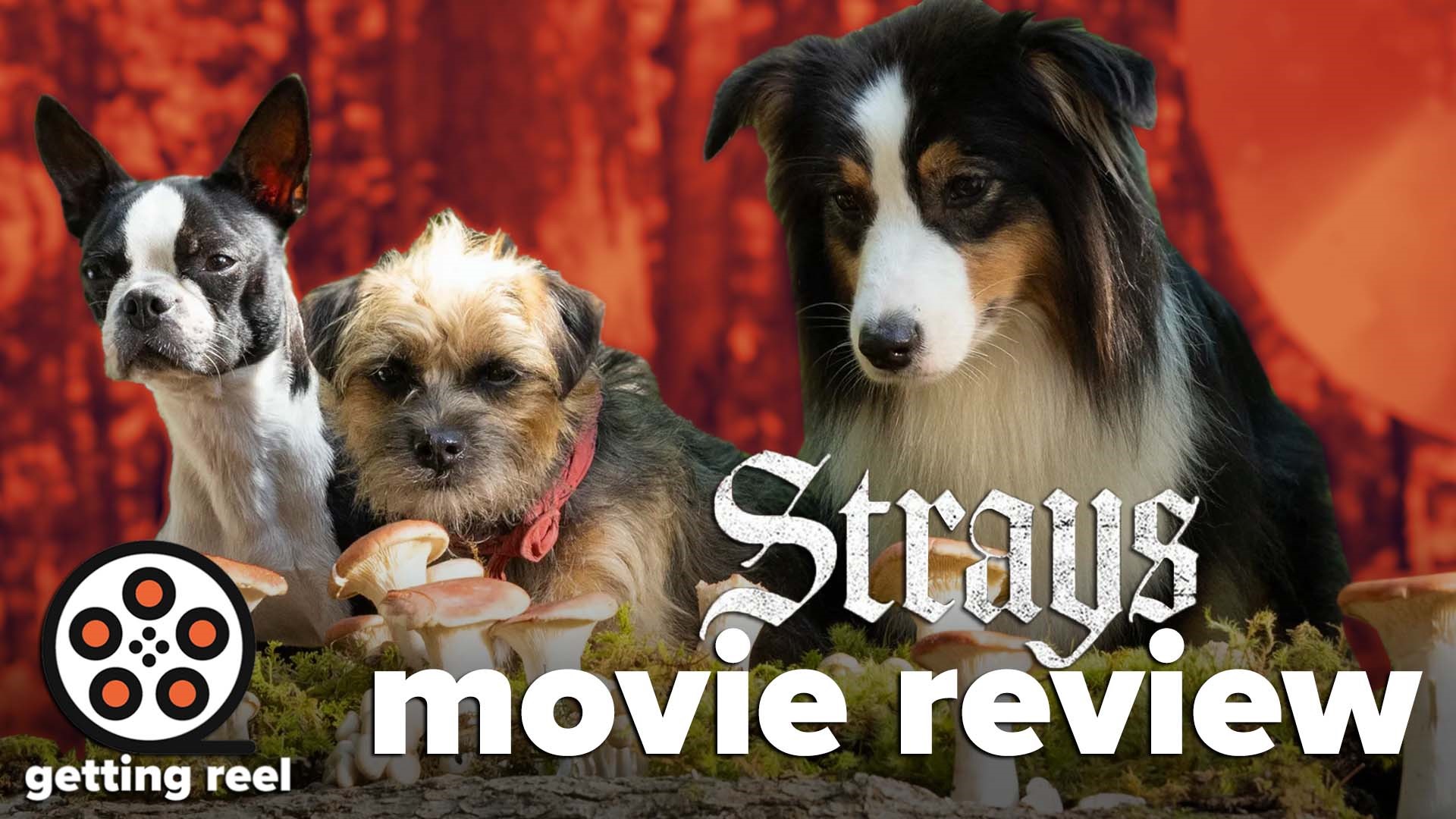 Our resident dog movie reviewer Zach gets one right down the plate for a very raunchy, sometimes funny dog movie for adults.
