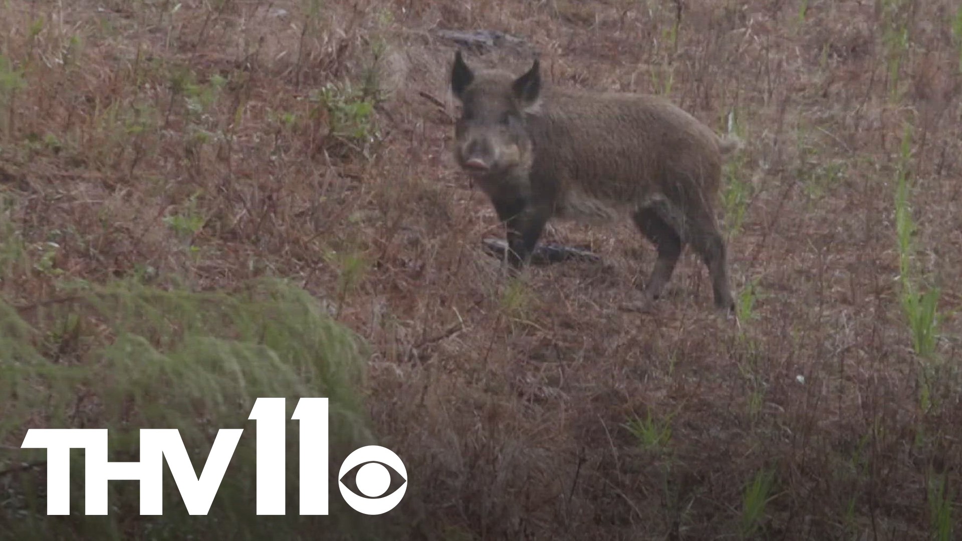 Feral hogs have become a big problem for farmers and ranchers. Though the problem mostly impacts rural Arkansas, experts believe metro areas could be next.