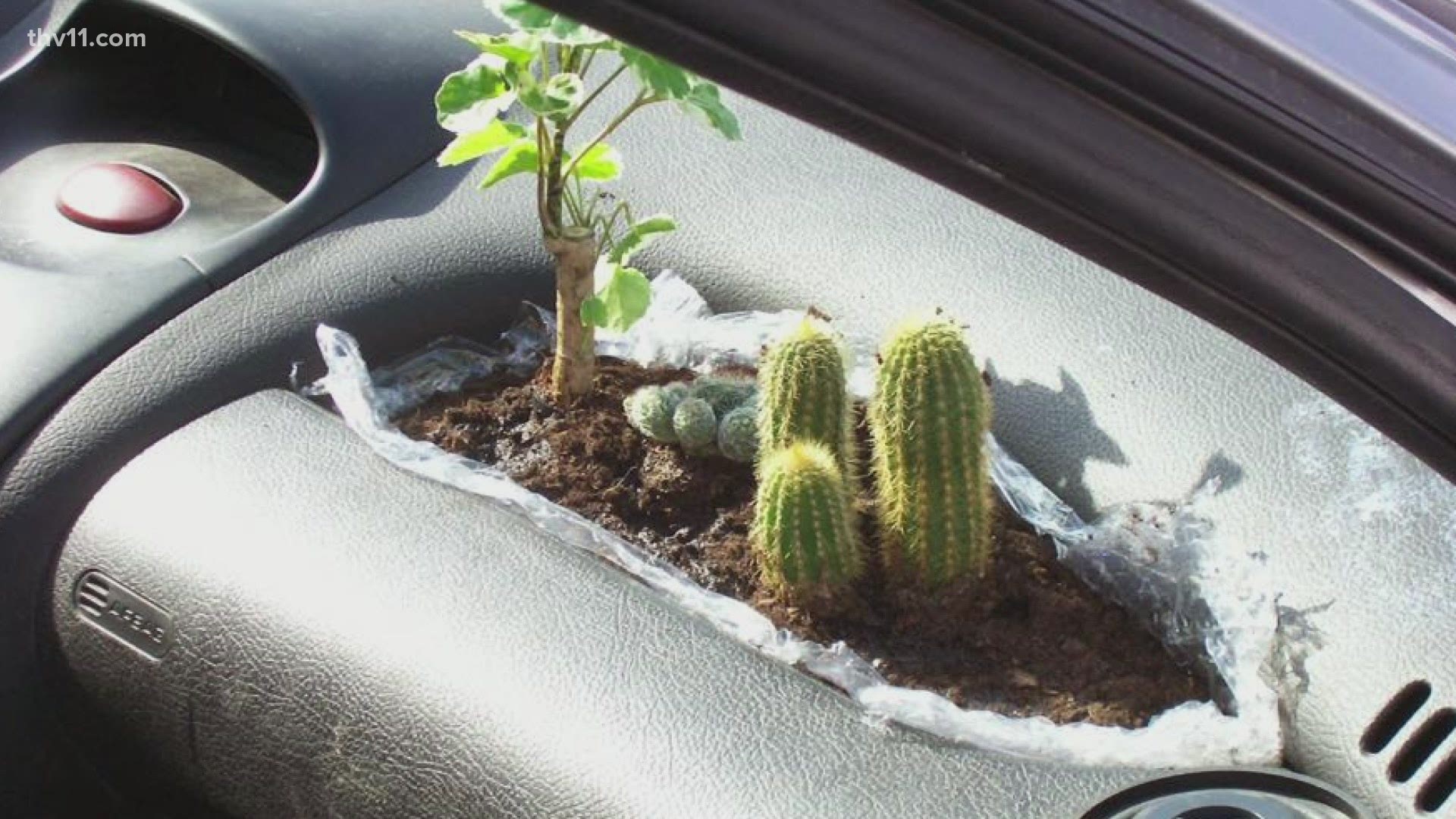 People are using any usable space on their car dashboard or door to bring a little bit of outdoors inside.