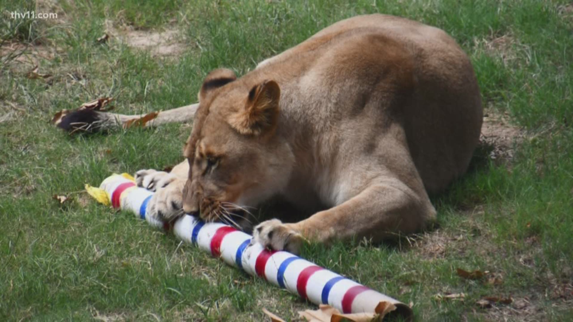 Donated cardboard is now being used as toys for zoo animals.