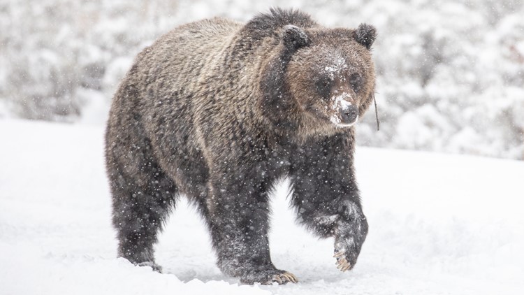 Yellowstone biologist spots first grizzly bear to emerge from hibernation in 2023