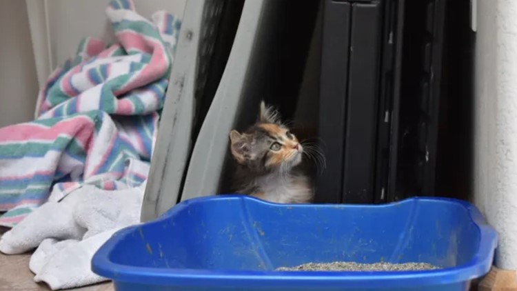 'Extremely rare' male calico kitten lands at animal shelter