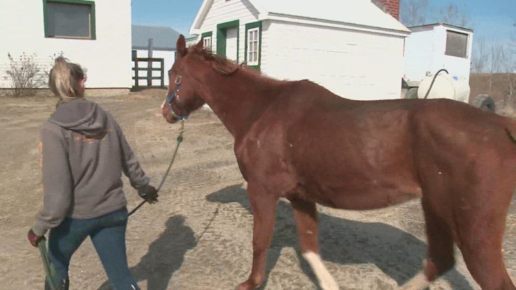 Owner of 'Neglected 20' horses sentenced to 4 years in prison for unrelated crime