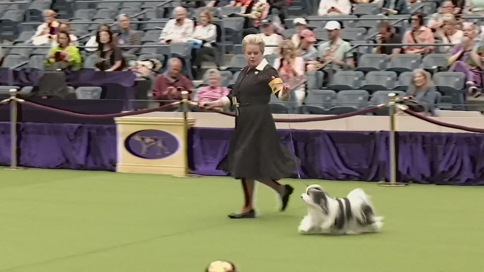 Westminster dog show shiba inu cheap