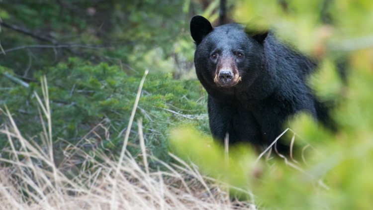 Hunters can hunt black bears for the first time ever in south Arkansas
