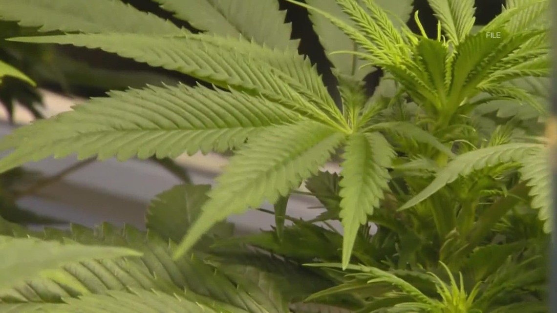Arkansas could see billions in recreational marijuana income - Vimarsana News