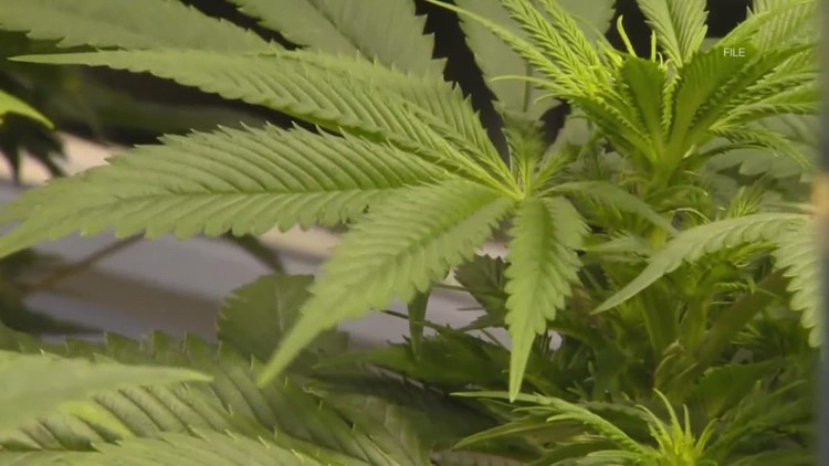 Arkansas could see billions in recreational marijuana revenue