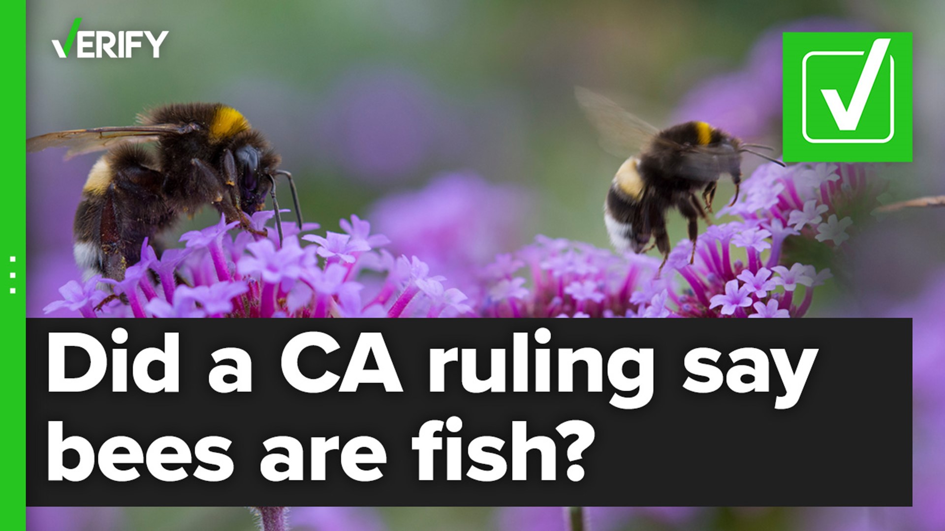A recent California ruling classified bees as fish, because both are invertebrates.