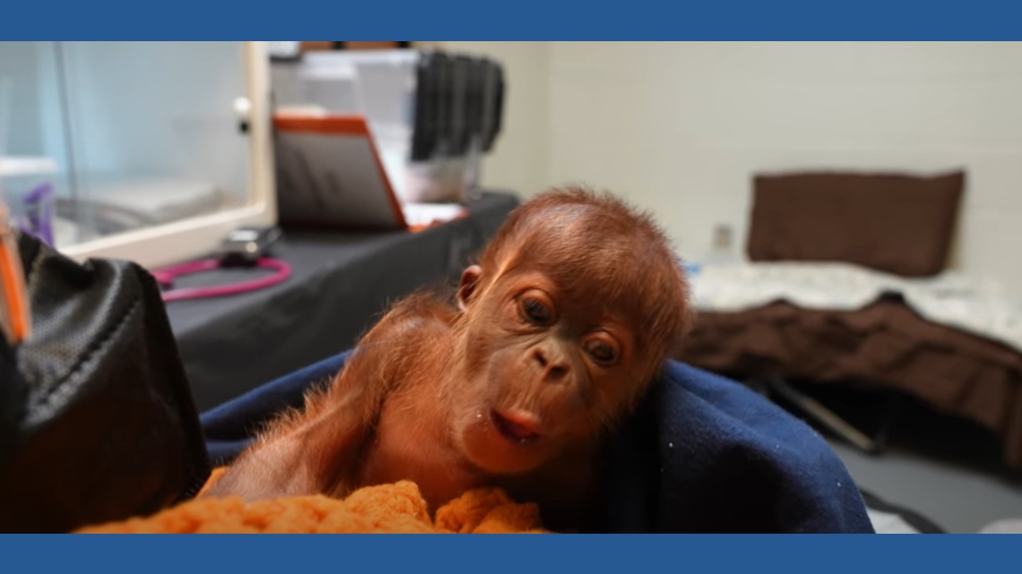 Memphis Zoo announces birth of baby orangutan