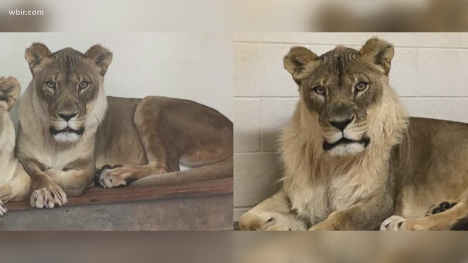 Bridgett, an 18-year-old lion at the Oklahoma City Zoo, baffled scientists when she started growing a mane.