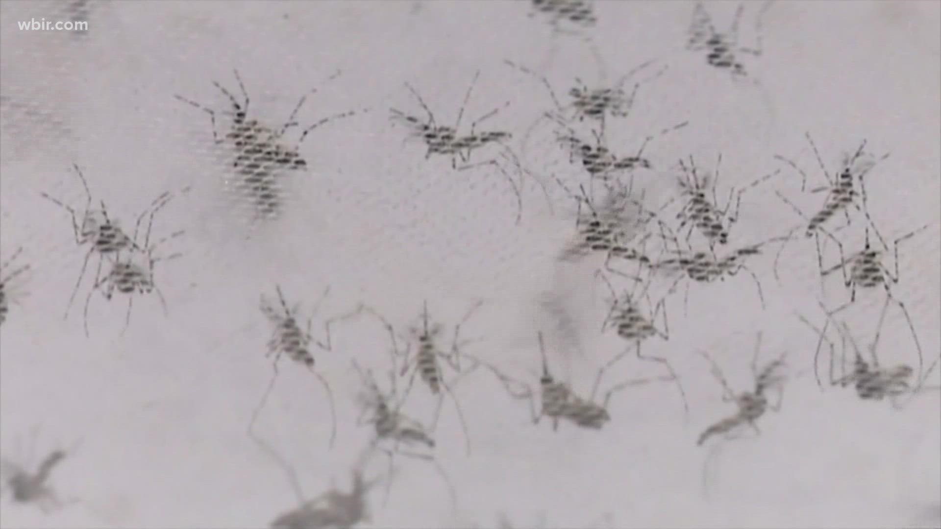 The summer-like temps also signal the start of mosquito season in east Tennessee.