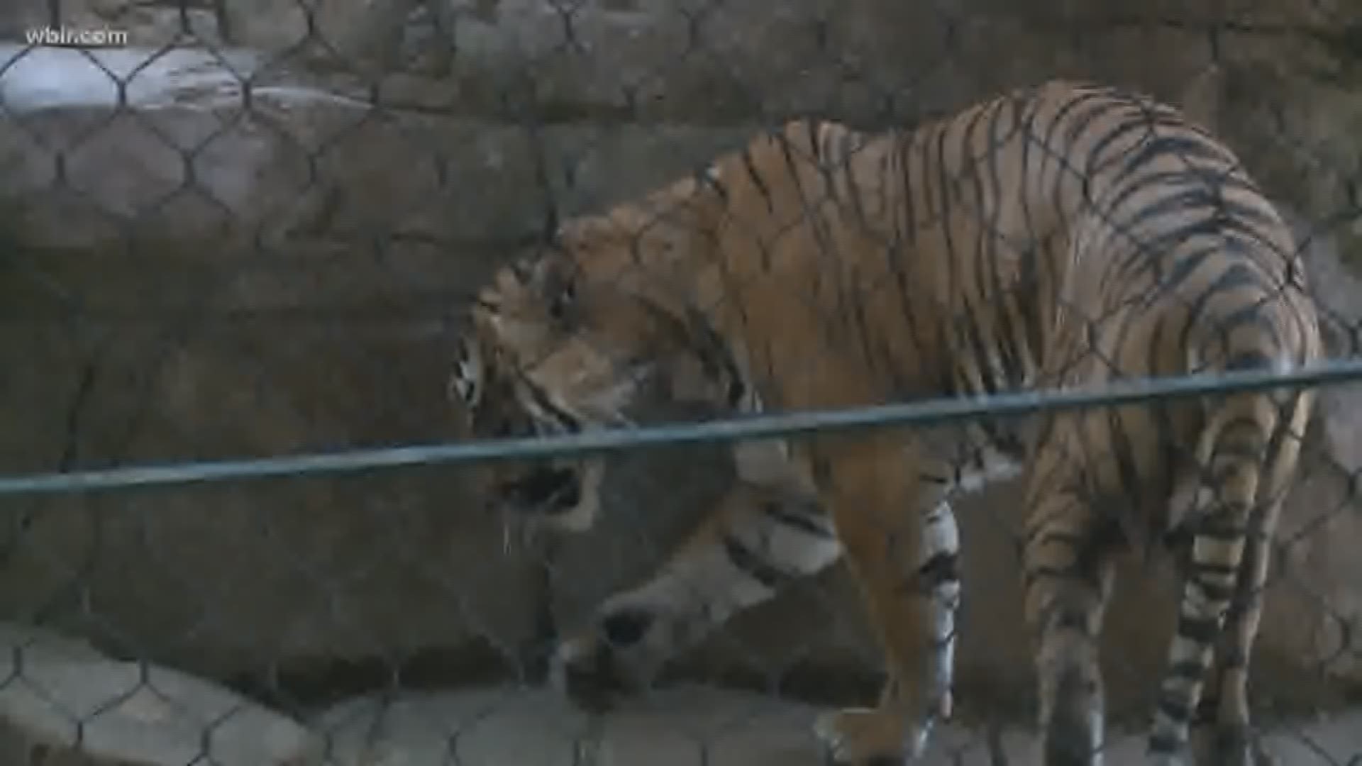 City leaders endorsed measures in the state legislature allowing that would allow Zoo Knoxville to sell alcohol.