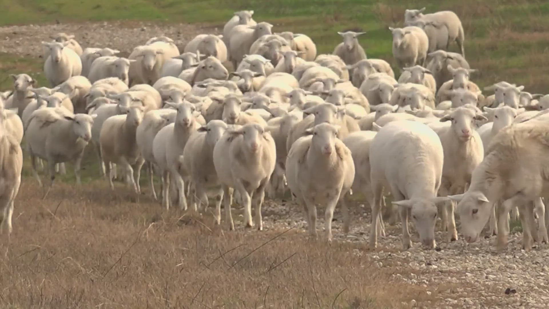 Texas Solar Sheep supplies sheep for solar generating facilities across the state to save money.