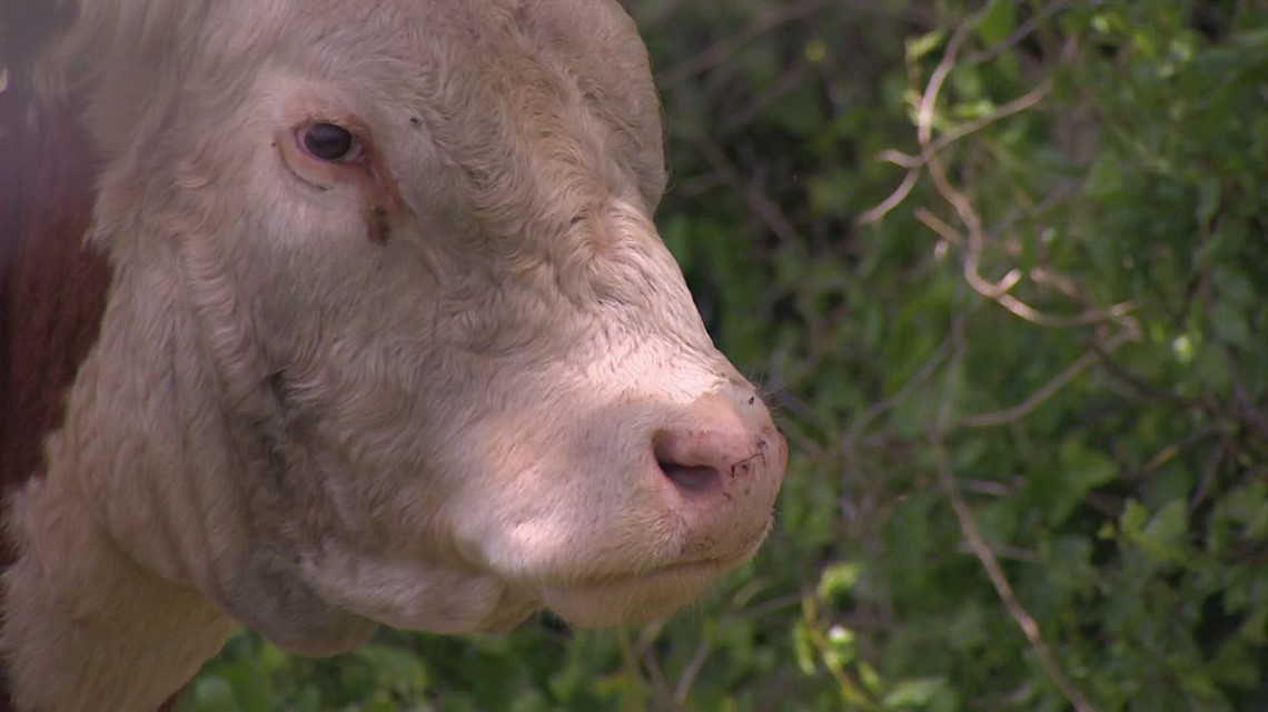 Meet the Texas bull that got caught in a hailstorm - Vimarsana News