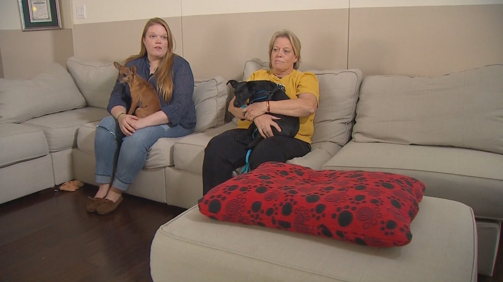 pup-s-death-puts-spotlight-on-pet-boarding-requirements-thv11