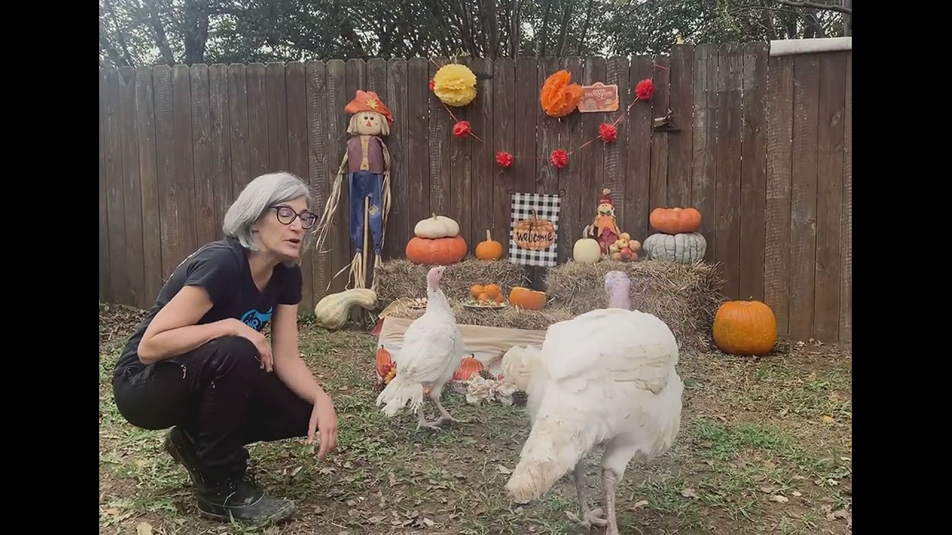Destined for a dinner plate, Moonpie and Casper leaped to safety. The turkeys ended up in a North Carolina bird sanctuary.