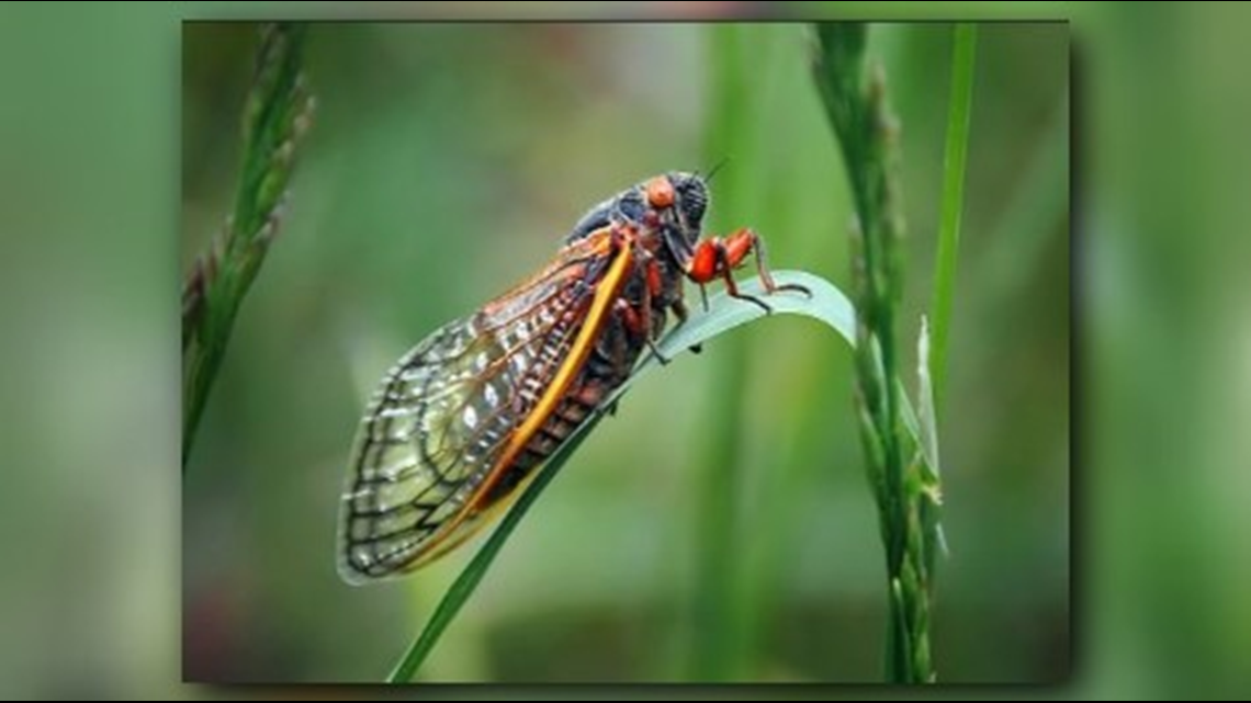 Everything you need to know about cicadas in Arkansas Arkansas News