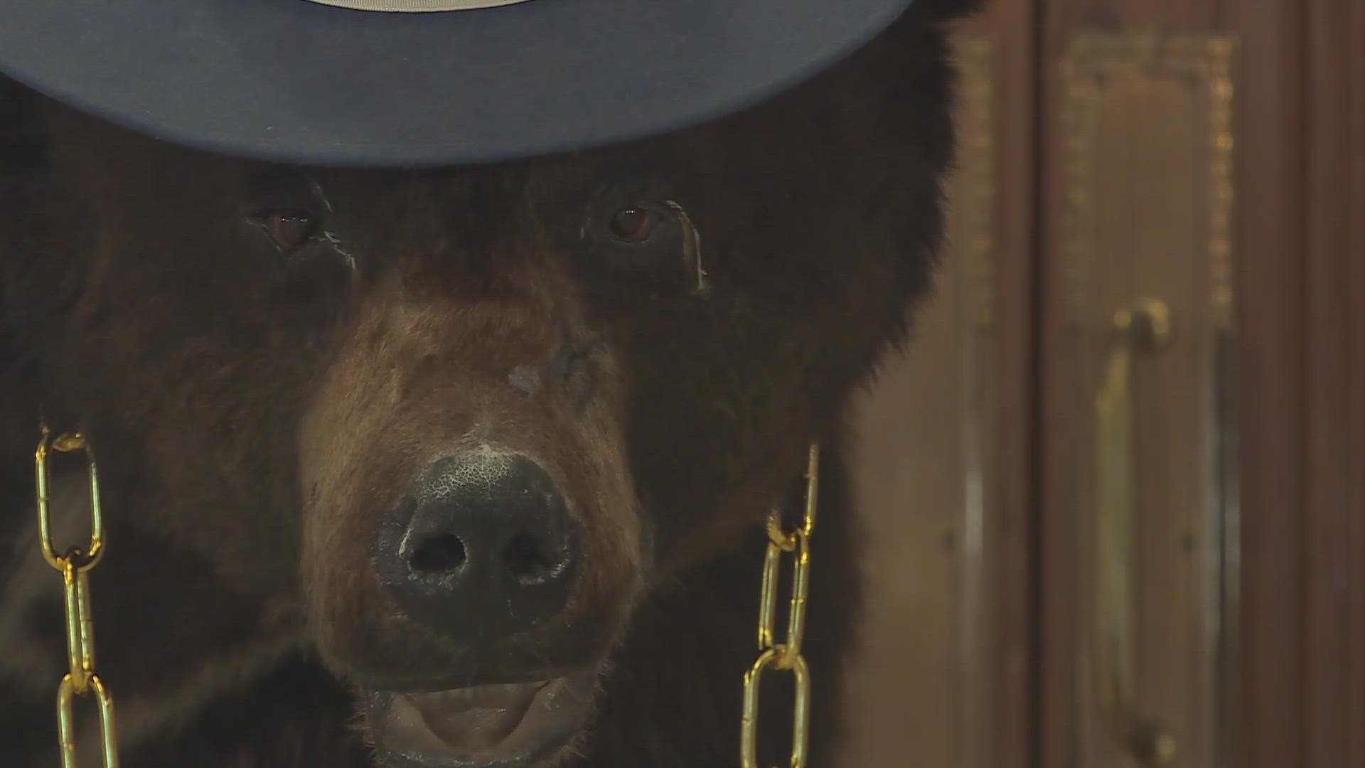 According to the Georgia Bureau of Investigation, they believed the bear ate millions of dollars worth of cocaine at the time.