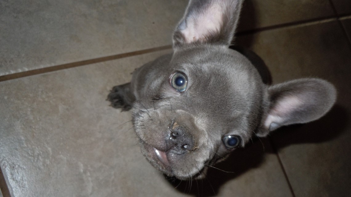 Arkansas residents charged in puppy scam, pocketing over $110,000 - Vimarsana News
