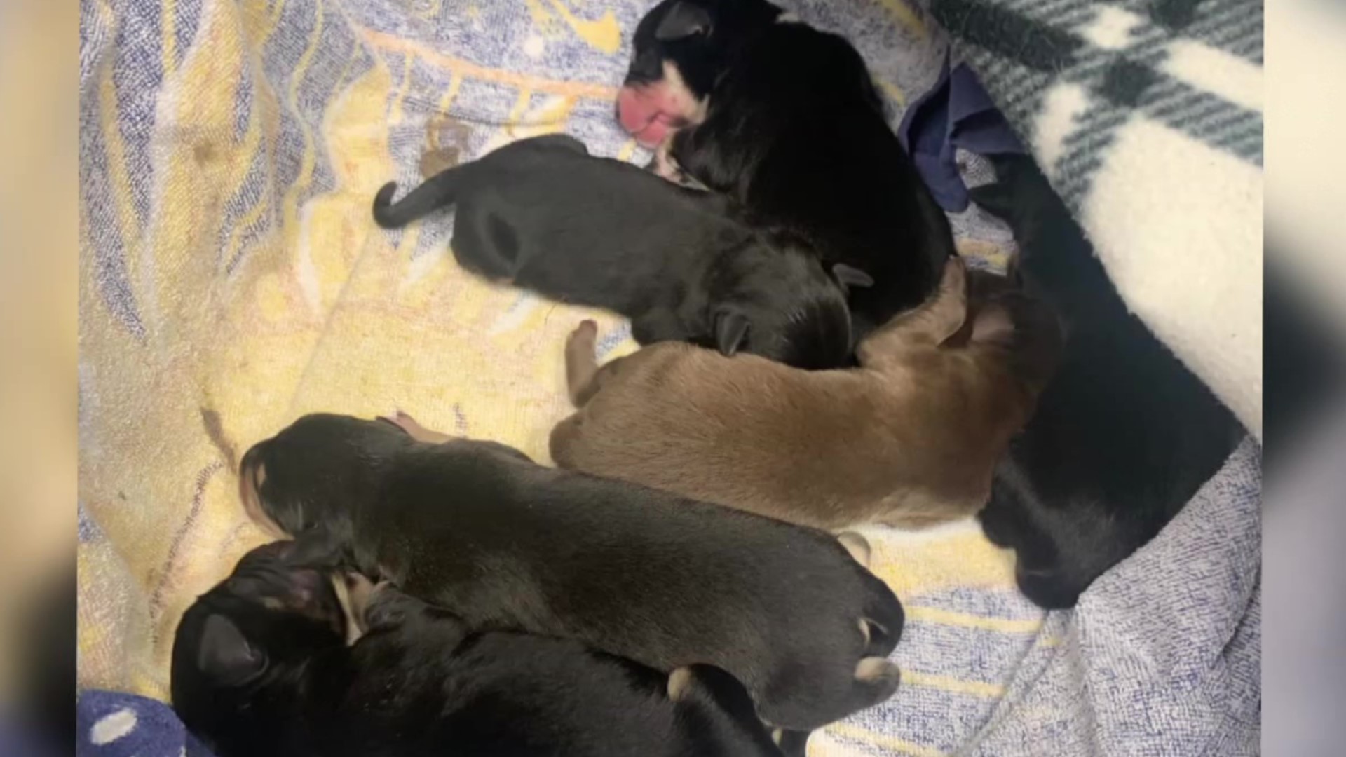 A litter of puppies are now recovering after someone discovered them inside a plastic bag outside the Walmart in Mount Pocono.