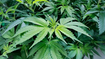 27 medical marijuana laws voided by Arkansas judge, called 'unconstitutional'