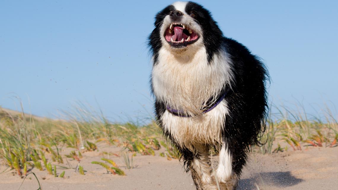 Does your pet get the zoomies? There is a science behind it. | thv11.com